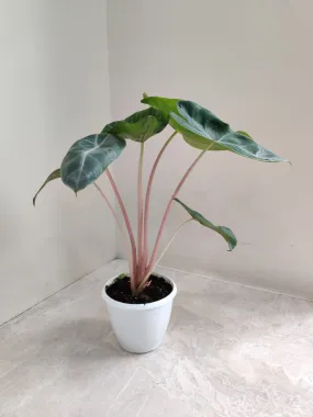 Alocasia Pink Dragon Small Plant