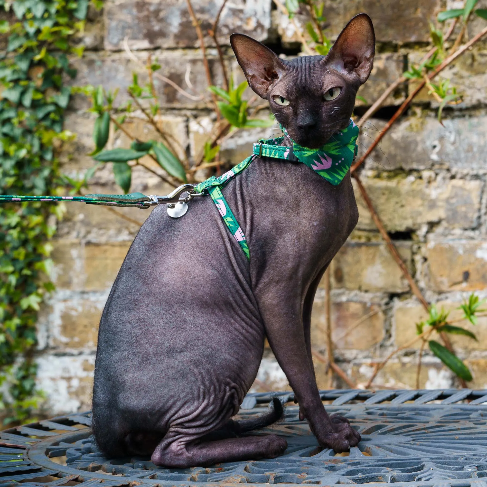 Combs Cat Harness