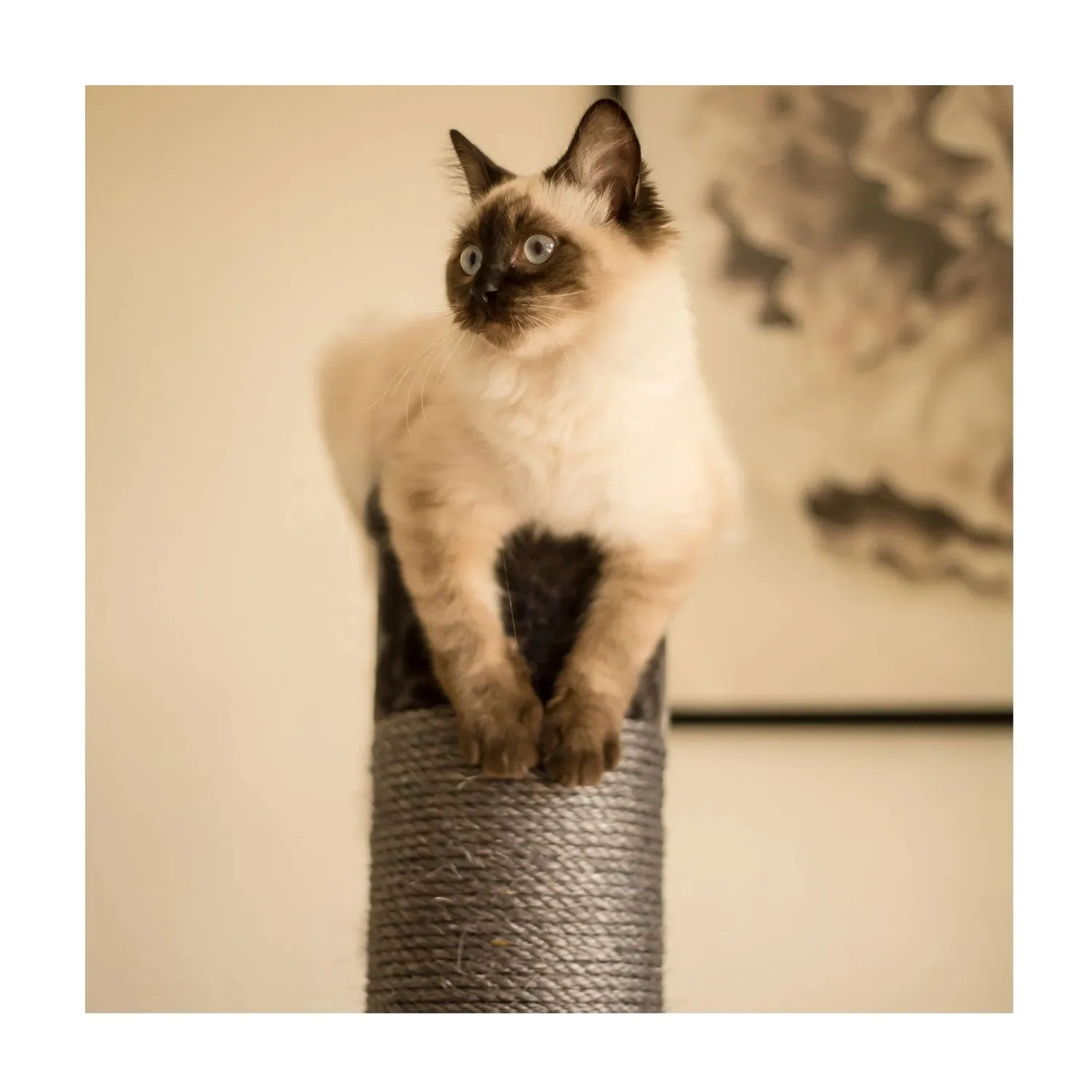 Kazoo Cat Scratch Post Large 112cm